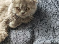 Scottish fold ve iran persian kırması