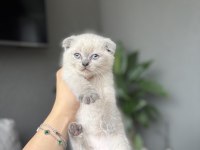 SCOTTISH FOLD BLUE POİNT YAVRULARIM