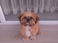 Güzellik sevimli ve bağımlılık abidesi köpeğimiz