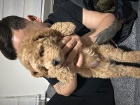 Toy Poodle 4 Aylık