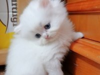 Oyuncu Harika Bebek Chinchilla