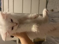 Safkan british longhair