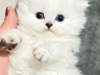 Show kalite british longhair bebeklerimiz