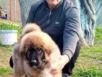Kafkas çoban köpeği yavrusu