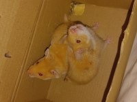 En nadir türden SYRİA HAMSTERLARI