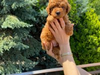 RED BROWN TOY POODLE BEBEKLER