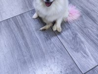 Antalya dan sağlıklı yavru köpekler iş yerinden teslim