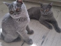 British Shorthair Bebeklerimiz