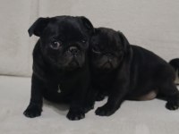 Siyah pug bebeklerim