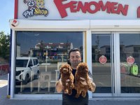 Toy Poodle yavrular hazır Ankara mağazamızda  görün 