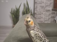 Full Evcil Sultan Papağanı