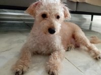 Dişi ve erkek mevcuttur maltipoo