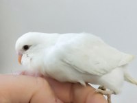 Yavru Muhabbet kuşları