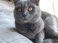Sevimli british shorthair yavrular yuva arıyor