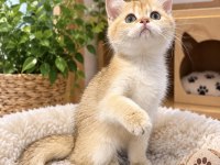 British Shorthair Golden