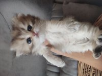 Safkan british longhair bebekler