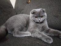 Scottish fold oğlumuz Duman için eş arıyoruz