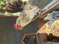 Orijinal safkan ispenç tavuk civciv