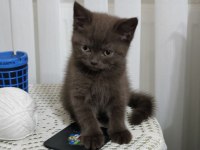 British shorthair yavru erkek