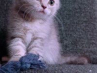 British longhair İstanbul içinde ulaşımını sağlıyorum