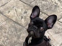 MİNİK FRENCH BULLDOG