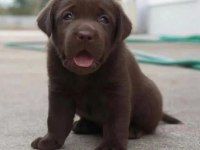 Çikolata Labrador Retriever Yavruları Muhteşem Formda