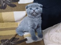 Scottish Fold Minnoşum