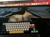 Sahiplendirilecek Sarman Yavru Kedi Çok Tatlı
