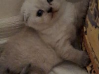 Scottish fold kedisi dişi ve erkek