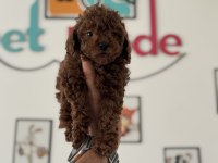 Petmode Köpek Çiftliğinde Ziyarete Açık Toy Poodle
