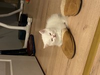 Yakışıklım Blue Point Scottish fold