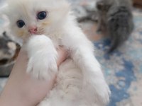 Sarı Orjinal Scottish Fold