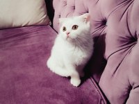 Scottish fold yumurcak yuva arıyor