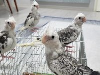 WF WHİTE KALİTE YAVRU BEBEK YAVRU ISIRMA YOK 35 KUŞUMUZ