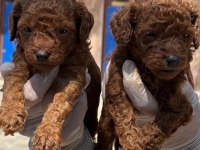 Toy poodle yavrularımız