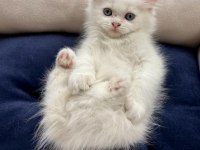 Oyuncu sağlıklı british longhair yavrularım teslime Hazır