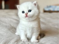 Masum Bebek Silver British Shorthair