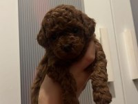 Ev doğumu Toy Poodle yavrularımız 2 aylık