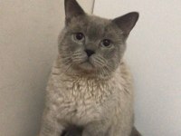 British Blue Point Erkek Acil