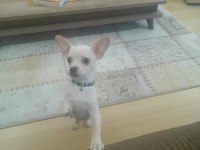 5 aylık erkek chihuahua