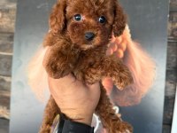 Tr nin en iyi kore yavruları