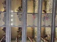 45 günlük japon ve jumbo bıldırcın