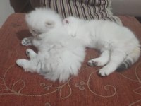 British Shorthair 2,5 Aylık
