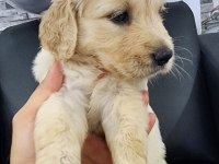 Baby face golden retriever yavrular