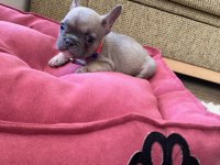 2.5 Aylık French Bulldog Fawn
