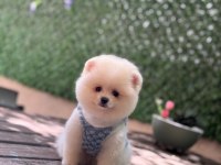 Üst kalite Pomeranian Boo