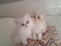 Safkan ırk sağlık garantili british longhair kediler