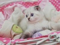 Scottish fold dişi