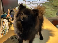 Yavru Dişi Pomeranian 6,5 Aylık