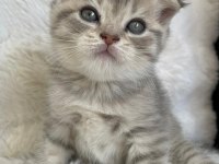 Yavru Scottish Fold